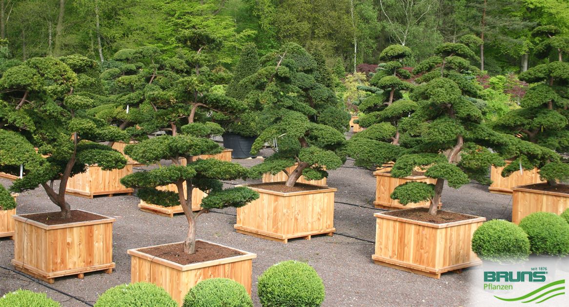Taxus cuspidata 'Select', Japanische Eibe von Bruns Pflanzen