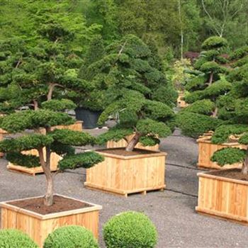 TCU_Japan_Bonsai_MPC_Qu_COII_6_05_05_05_222.jpg