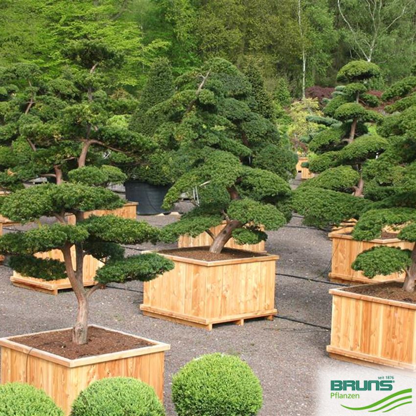 Taxus cuspidata 'Select', Japanische Eibe von Bruns Pflanzen