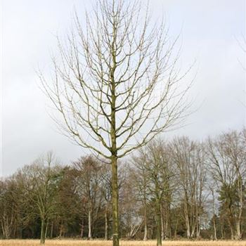 ACEL_Sol_baum_5xv_200-300x40-45x500-700_R_ROTB409_5_28_02_07_16290.jpg