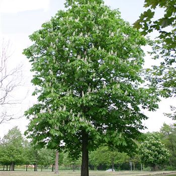 AHI_Sol_baum_8xv_400-600x100-120x900-1200_R_ESCH900_07_05_04_5523.jpg