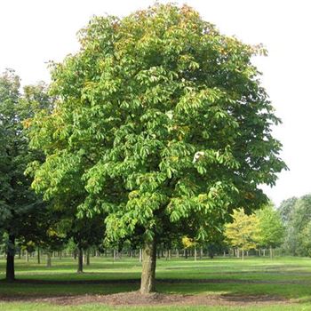 AHI_Sol_baum_8xv_400-600x120-140x900-1200_R_BU1134_04_10_10_35653.jpg