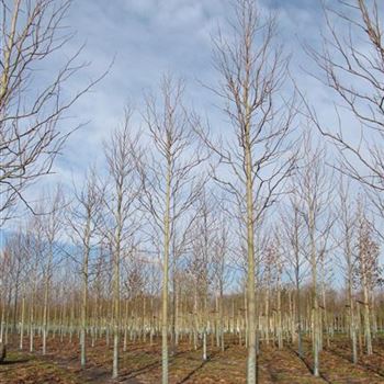 LTU_Sol_baum_4xv_150-200x20-25x400-500_R-210_27_01_11_jh_36179.jpg