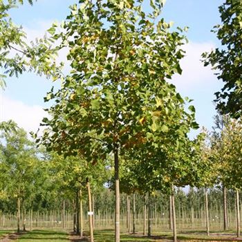 LTU_Sol_baum_4xv_150-200x20-25x400-500_R_WE558_18_10_05_5125.jpg