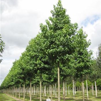 LST_Sol_baum_4xv_150-200x25-30x400-500_R-514_05_09_12_jh_37710.jpg