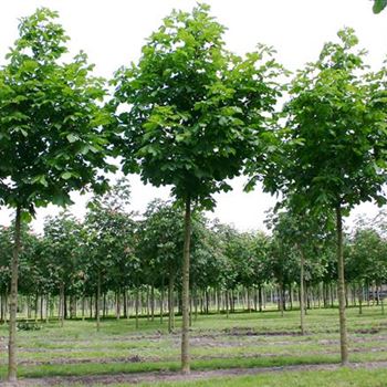 AHBA_Sol_baum_4xv_150-200x20-25x400-500_R_BRE157_2_07_06_05_1470.jpg