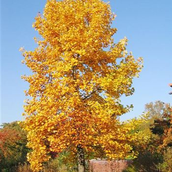 Liriodendron_tulipifera_Herbst.jpg