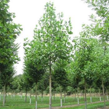 LTU_Sol_baum_5xv_200-300x25-30x400-500_R-326_29_09_14_kd_39524.jpg
