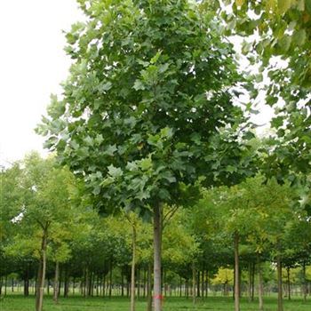 LTU_Sol_baum_5xv_200-300x25-30x500+_R_WE558_04_10_05_4583.jpg