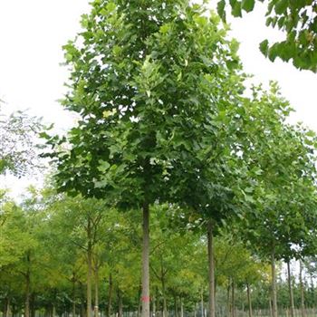 LTU_Sol_baum_5xv_200-300x25-30x500+_R_WE558_2_04_10_05_4582.jpg