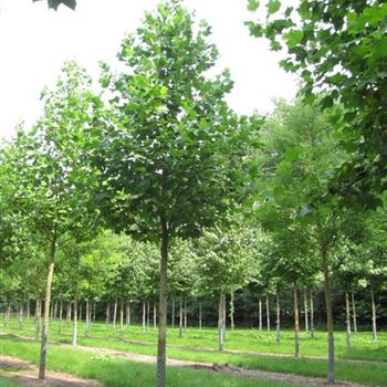 LTU_Sol_baum_5xv_200-300x30-35x400-500_R-326_07_08_14_jh_40357.jpg