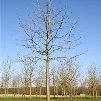 AHBA_Sol_baum_6xv_300-400x50-60x500-700_R_KA541_12_03_07_16447.jpg