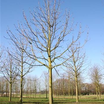 AHBA_Sol_baum_6xv_300-400x50-60x500-700_R_KA541_2_12_03_07_16446.jpg