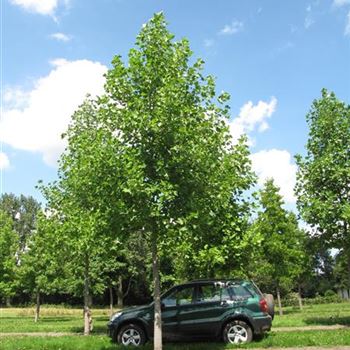 LTU_So_baum_5xv_200-300x30-35x500-700_R-1009_30_07_14_jh_40354.jpg