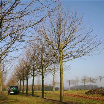 AHBA_Sol_baum_6xv_300-400x70-80x500-700_R_WE547_4_07_02_05_7241.jpg