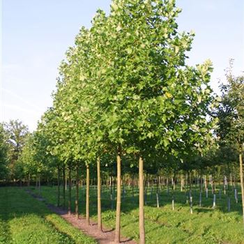 LTU_Sol_baum_5xv_200-300x30-35x500-700_2_R_HI-HM1033_08_09_09_30793.jpg