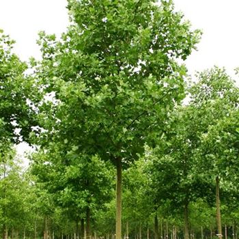 LTU_Sol_baum_5xv_200-300x35-40x400-500_R_POL1204_2_25_08_05_3485.jpg