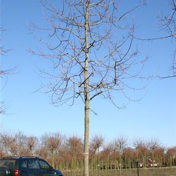 AMON_Sol_baum_4xv_100-150x20-25x400-500_R_SCHR_KA1005_23_03_06_9766.jpg