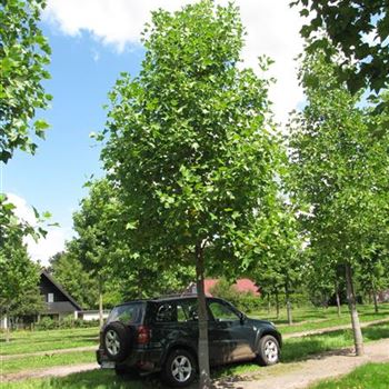 LTU_So_baum_5xv_200-300x35-40x500-700_R-1009_30_07_14_jh_40355.jpg