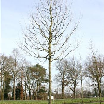 AMON_Sol_baum_4xv_-15025400_R_NA367_2_17_02_07_16024.jpg