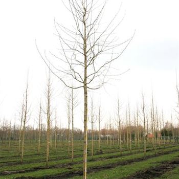 CCOL_Sol_baum_4xv_150-200x20-25x400-500_R_GE-HM1081_28_03_08_22776.jpg