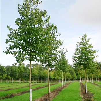 CCOL_Sol_baum_4xv_150-200x20-25x400-500_R_KA538_22_09_04_4457.jpg