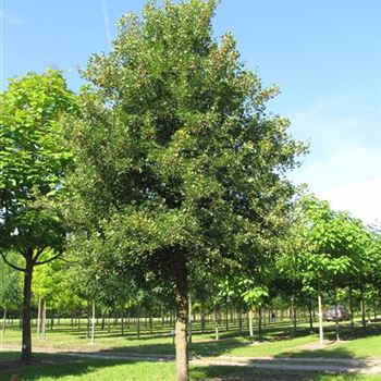 AMON_Sol_baum_5xv_200_300x50_60x500_700_R_1087_28_08_13_jh.jpg