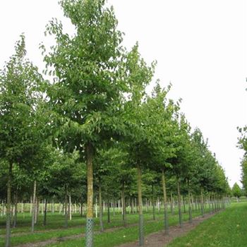 CCOL_Sol_baum_4xv_150-200x25-30x400-500a_R-514_05_09_12_jh_37701.jpg