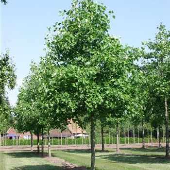 LTU_Sol_baum_5xv_200-300x35-40x500-700_R_POL1205_29_06_06_12202.jpg