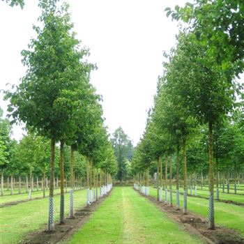 CCOL_Sol_baum_5xv_200-300x30-35x500-700_R_DEE328-29_24_07_09_30165.jpg