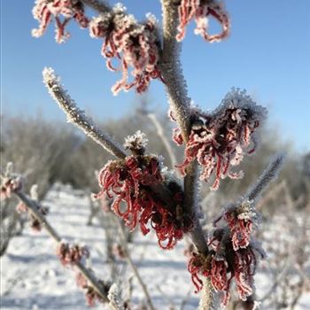 Hamamelis_intermedia_Feuerzauber_Petalen_Winter.JPG