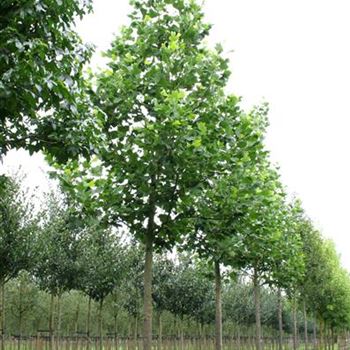 LTU_Sol_baum_5xv_200-300x40-45x500-700_R_STA1073_23_08_06_13076.jpg