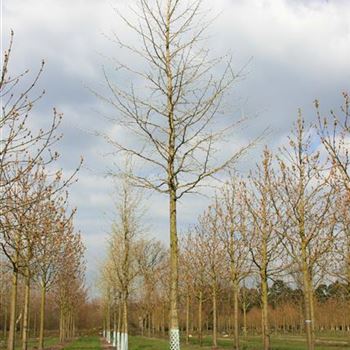 CCOL_Sol_baum_5xv_200-300x30-35x500-700_R_DEE333_18_04_08_23192.jpg