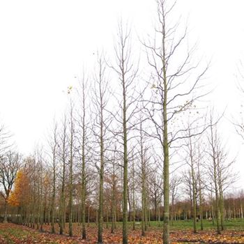LTU_Sol_baum_5xv_200-300x40-45x500-700_R_HI-HM1033_2_10_11_09_32187.jpg