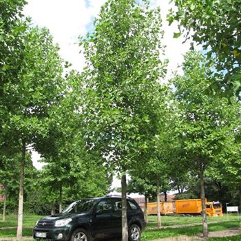 LTU_So_baum_6xv_200-300x35-40x700-900_R-1009_30_07_14_jh_40356.jpg