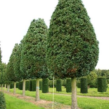 CLCO_Sol_baum_7xv_STU70-80_OH_ESCH331_2A_29_08_07_19708.jpg