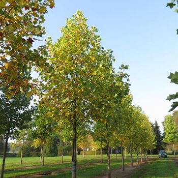 LTU_Sol_baum_6xv_200-300x40-45x700-900_R-1009_06_10_14_kd_39525.JPG