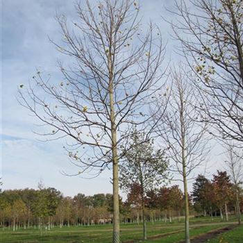 LTU_Sol_baum_5xv_300-400x40-45x500-700_R-1061_31_10_13_jh_39188.jpg