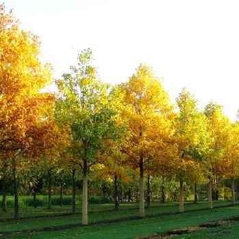 LTU_Sol_baum_6xv_300-400x45-50x700-900_R-900_29_10_05_jdb_5969.jpg