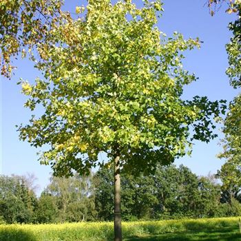 LTU_Sol_baum_6xv_300-400x50-60x500-700_R_POL1203_11_10_05_4798.jpg