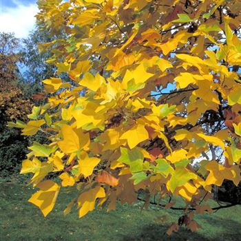 Liriodendron_tulipifera_Herbst_2.JPG