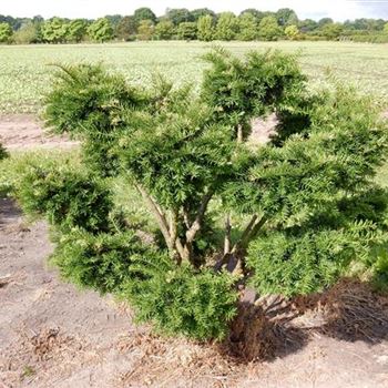 TBNPR_Bonsai-Form_6xv_100-125x100-125_O-774_08_07_15_kd_39719.JPG