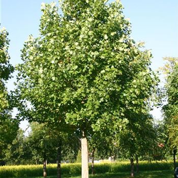 LTU_Sol_baum_6xv_300-400x50-60x500-700_R_ESCH900_11_10_05_4796.jpg