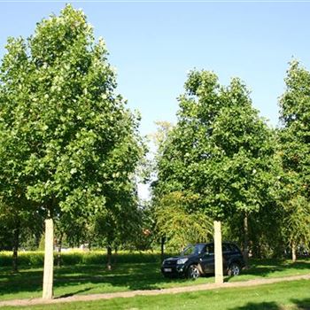 LTU_Sol_baum_6xv_300-400x50-60x500-700_R_ESCH900_2_11_10_05_4795.jpg