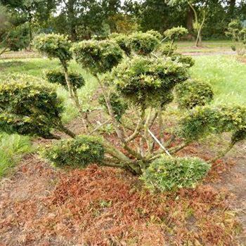 TBNPR_Bonsai-Form_7xv_125-150x125-150_O-803_23_09_15_kd_41068.JPG