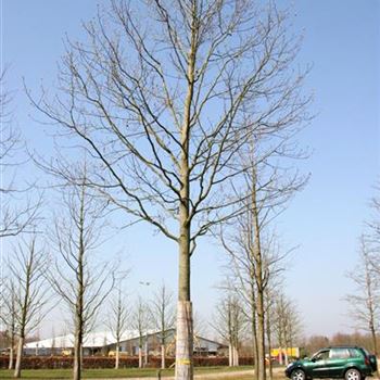 LTU_Sol_baum_6xv_300-400x50-60x700-900_STH300_R_ESCH900_28_03_07_16777.jpg