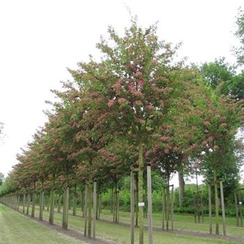 CLPSC_Sol_baum_4xv_150-200x25-30x400-500_R-405_19_05_11_jh_36541.jpg