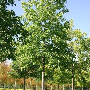 LTU_Sol_baum_6xv_300-400x50-60x700-900_R_POL1203_11_10_05_4799.jpg
