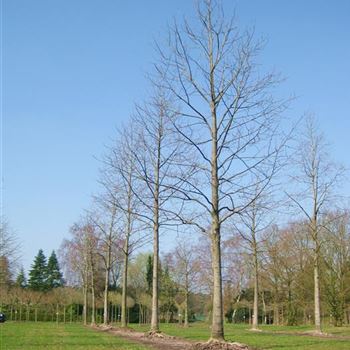 LTU_Sol_baum_6xv_300-400x60-70x500-700_2_R_POL1203_02_04_09_28644.jpg