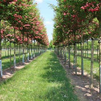 CLPSC_Sol_baum_4xv_150-200x25-30x400-500_Staemme_Bluete_R_WE_23_05_08_23851.jpg